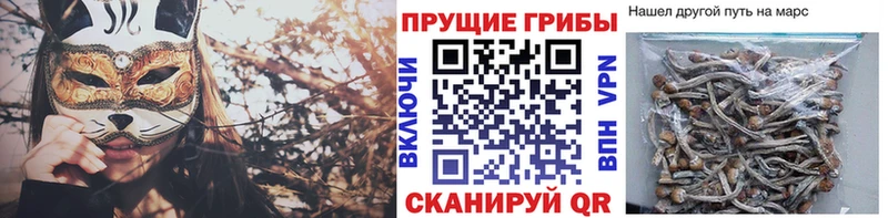 Галлюциногенные грибы Cubensis Купить где Заринск